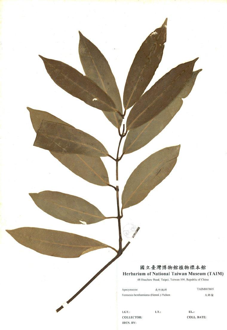 拉丁學名： em Formosia benthamiana (Hemsl.) Pichon /em 中文名稱：大錦蘭