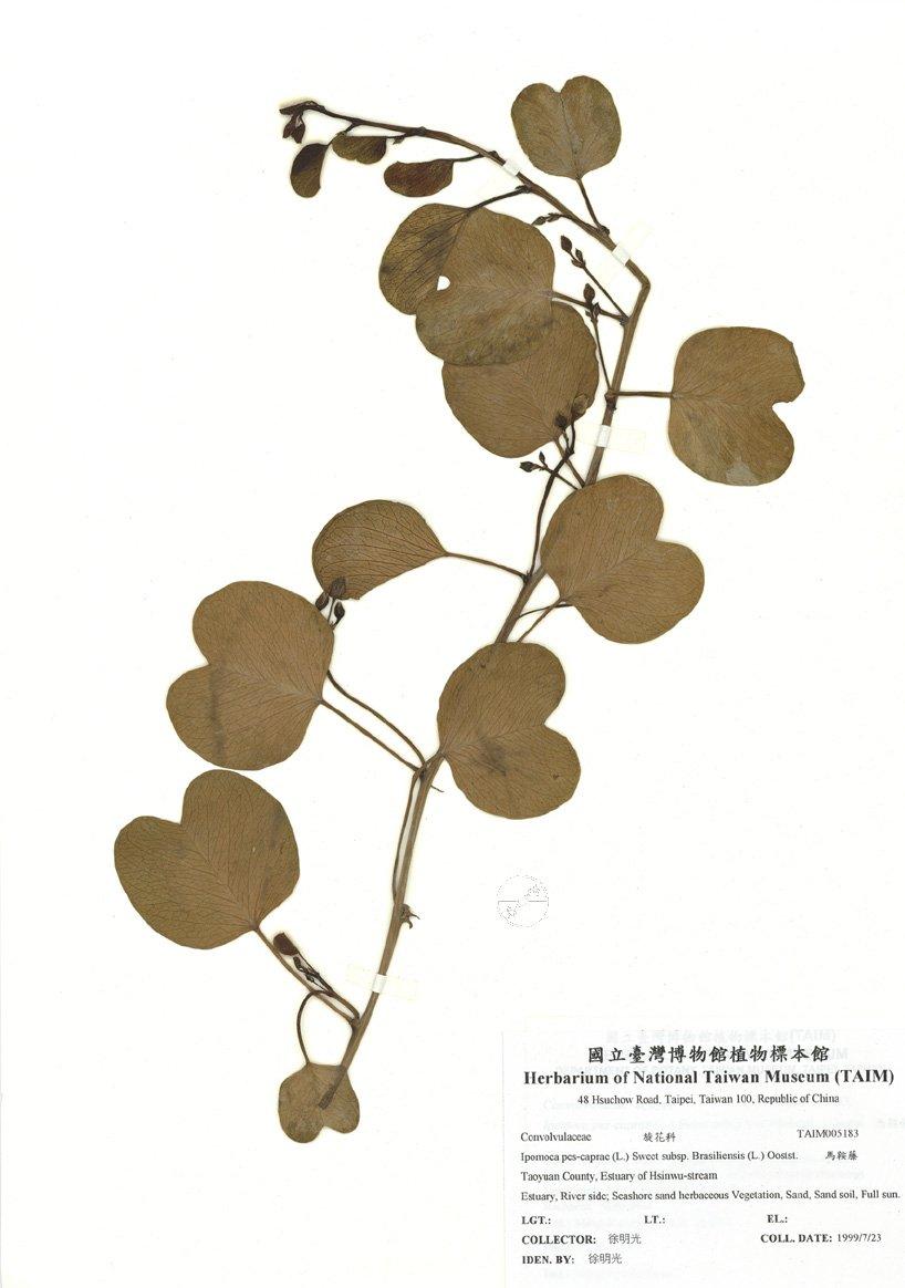 拉丁學名： em Ipomoea pes-caprae (L.) Sweet subsp. Brasiliensis (L.) Oostst. /em 中文名稱：馬鞍藤