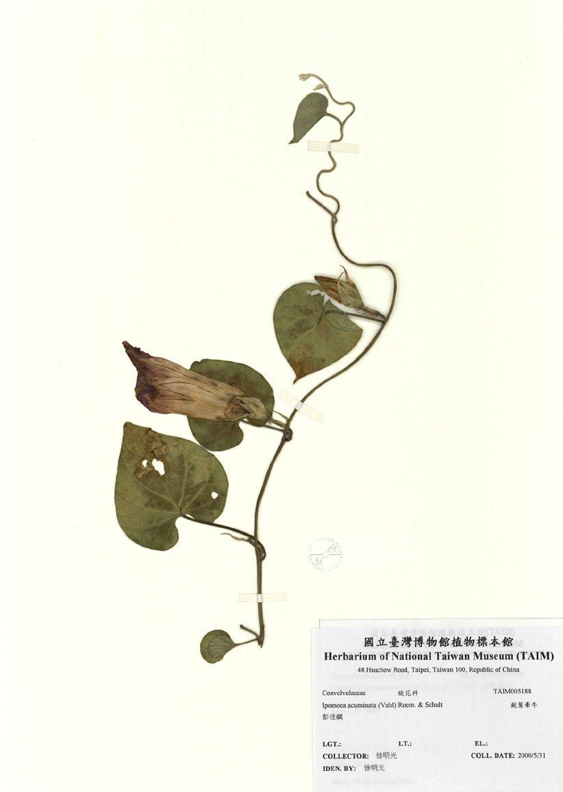 拉丁學名： em Ipomoea acuminata (Vahl) Roem. & Schult /em 中文名稱：銳葉牽牛