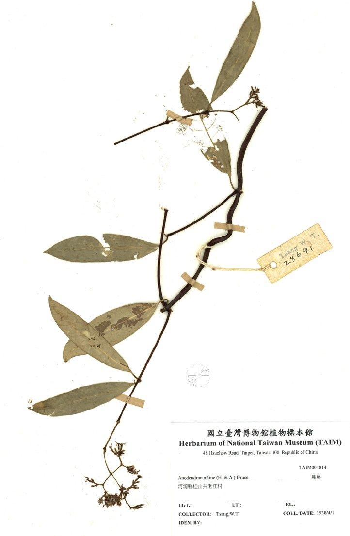 拉丁學名： em Anodendron affine (H. & A.) Druce. /em 中文名稱：鱔藤