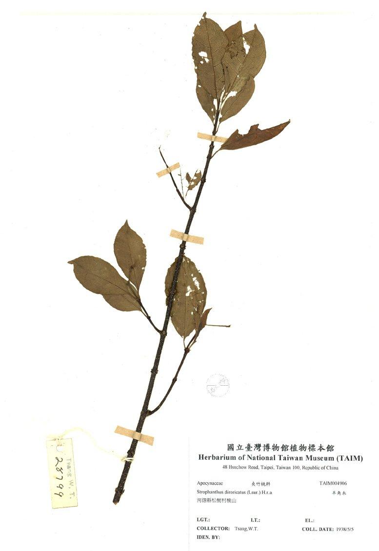 拉丁學名： em Strophanthus diroricatus (Lsur.) H.r.a. /em 中文名稱：羊角木