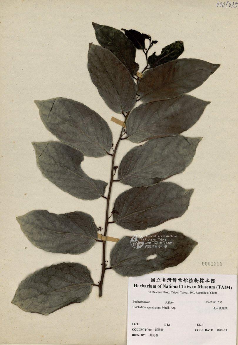 拉丁學名： em Glochidion acuminatum Muell.-Arg. /em 中文名稱：