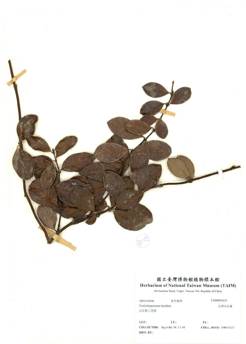 拉丁學名： em Trachelospermum foetidum /em 中文名稱：台灣白花藤