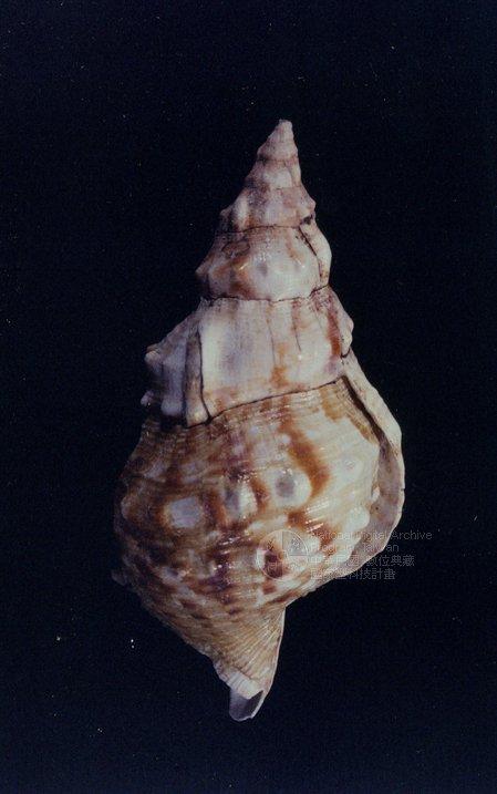 白法螺（標編號本：FRIM00403）學名：Charonia lampas saulae