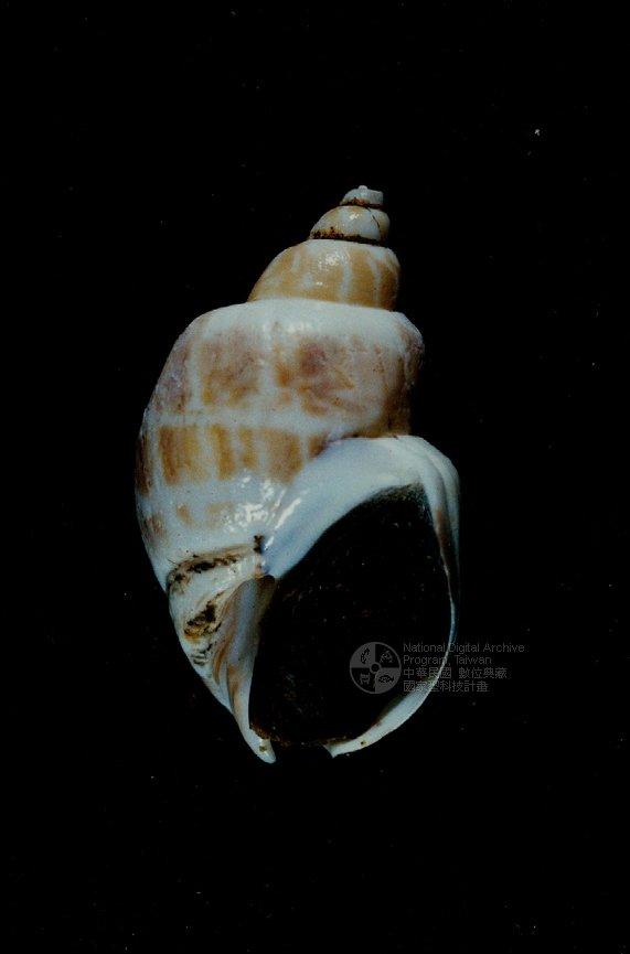 象牙鳳螺（標編號本：FRIM00464）學名：Babylonia areolata
