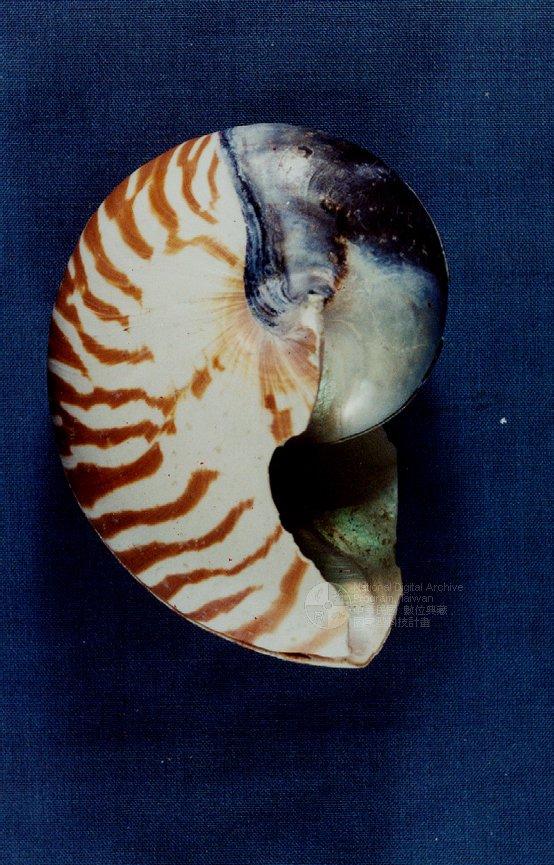 鸚鵡螺（標編號本：FRIM00618）學名：Nautilus pompilius