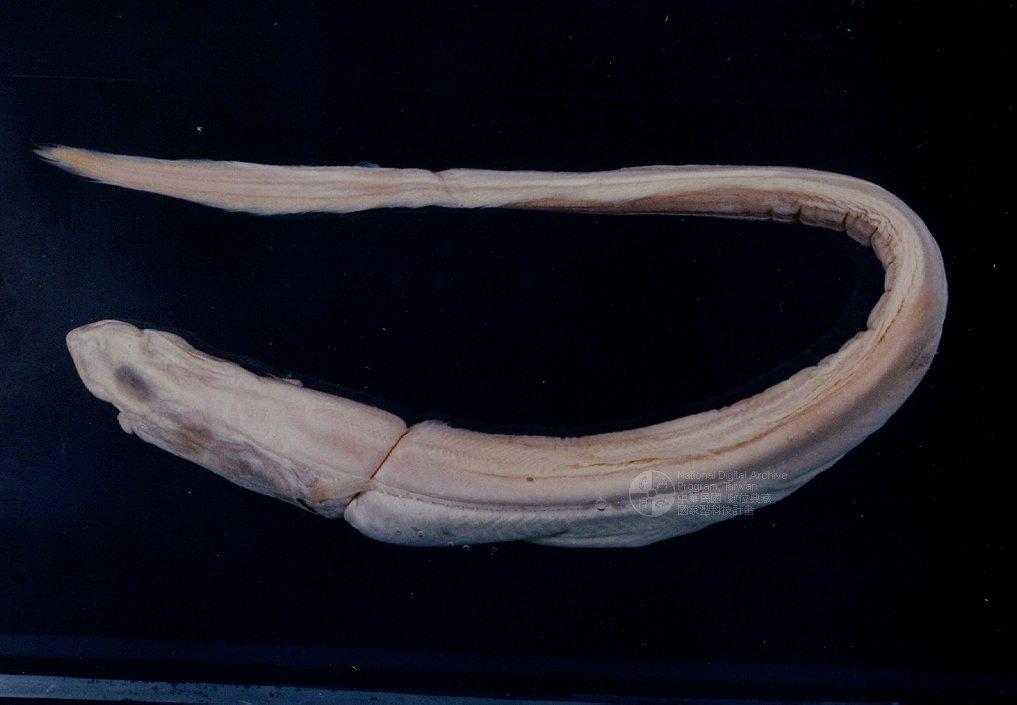 中文名稱：寬頭皮鬚康吉鰻（標本編號：FRIP01351）學名：Bassanago bulbiceps Whitley  1948