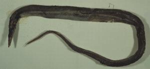 台灣蜥鰻(<i>Saurenchelys taiwanensis</i>)