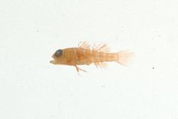多紋鋸鱗鰕虎魚(<i>Priolepis semidoliata</i>)