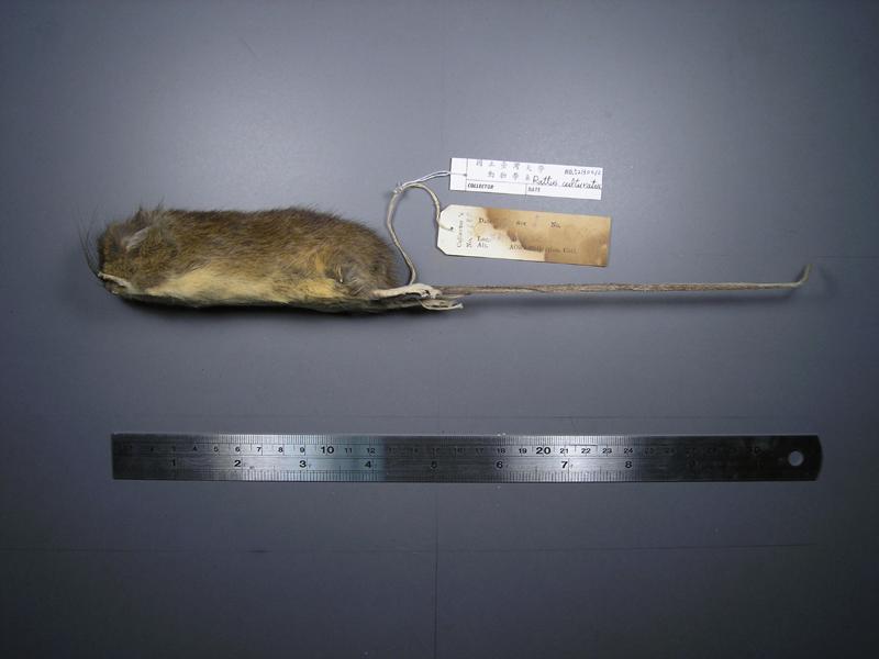 中文名稱:高山白腹鼠英文名稱:Formosan white-bellied rat學名:Rattus culturatus