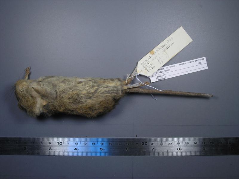 中文名稱:小黃腹鼠英文名稱:Brown country rat學名:Rattus losea