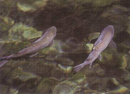 中文名稱:櫻花鉤吻鮭英文名稱:Cherry salmon學名:Oncorhynchus masou formosanus