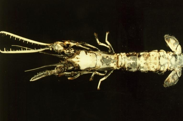 日本鋸指螯蝦( i Thaumastocheles japonicus /i )