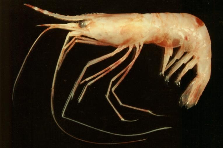 東海紅蝦( i Plesionika izumiae /i )