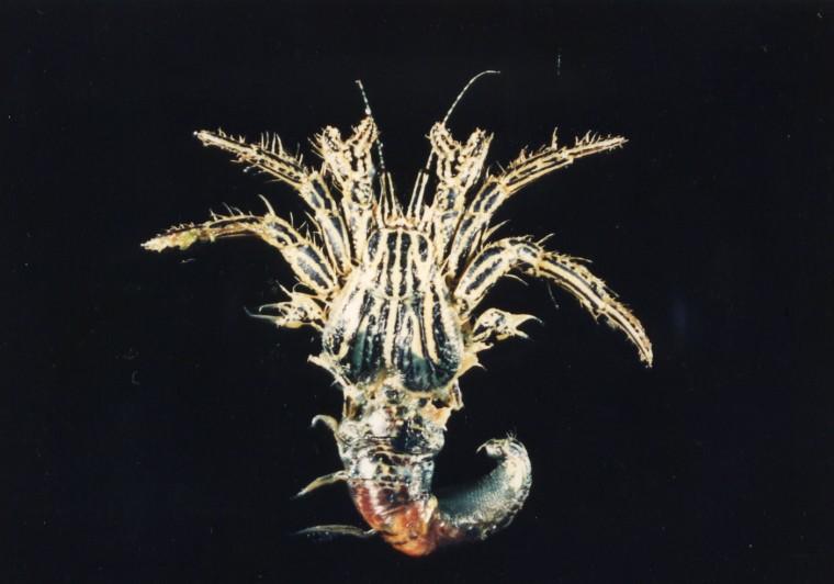 寬胸細螯寄居蟹( i Clibanarius eurysternus /i )