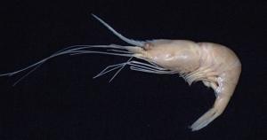 小眼紅蝦( i Plesionika ocellus /i )