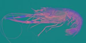 紅斑後海螯蝦( i Metanephrops thomsoni /i )
