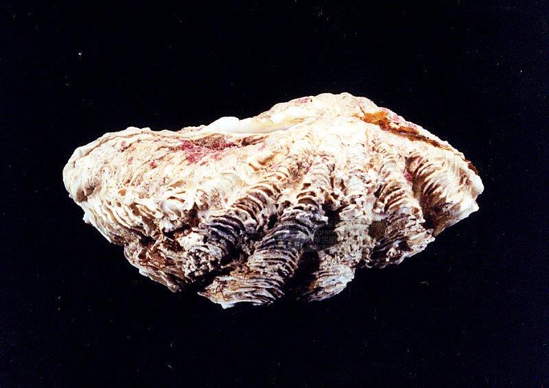 長硨磲蛤學名：Tridacna maxima
