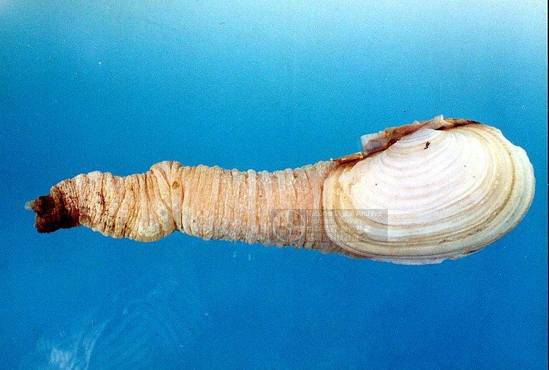 日本潛泥蛤學名：Panopea japonica