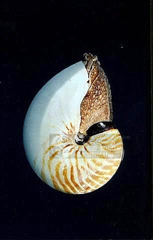 鸚鵡螺學名：Nautilus pompilius