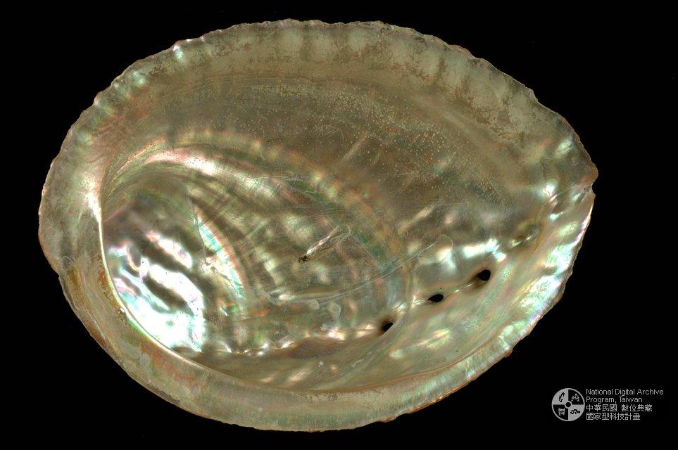 日本巨鮑螺（編目號 ：A0012）英文名：Haliotis gigantea拉丁學名：Haliotis gigantea英文俗名：Giant Abalone
