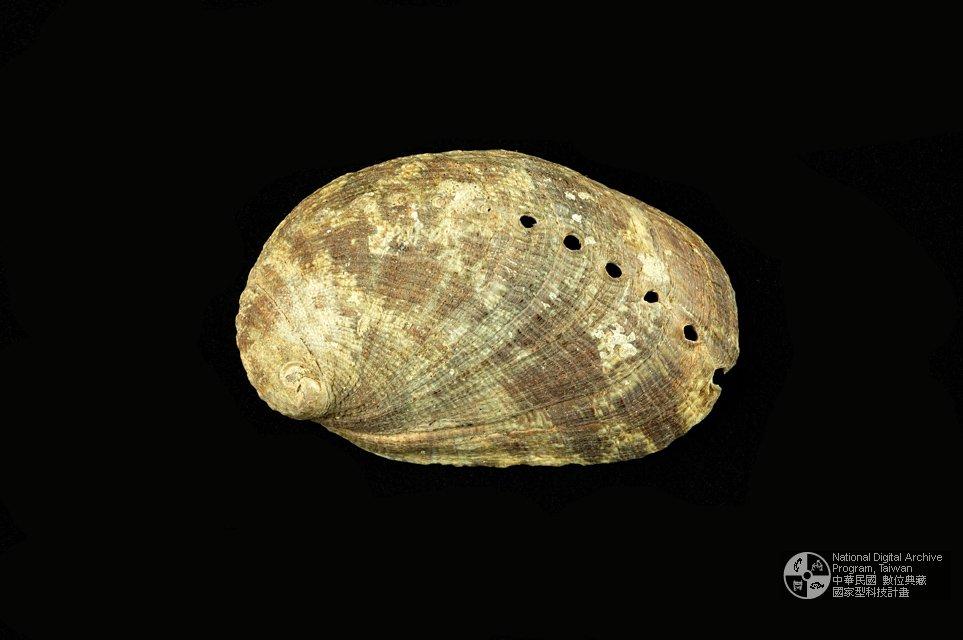 九孔（編目號 ：D0025-3）英文名：Haliotis diversicolor拉丁學名：Haliotis diversicolor中文俗名：九孔、雜色鮑、石決明英文俗名：Abalone、Ormer、Sea ear同種異名： aquatilis Reeve  1846; gruneri Philippi  1848; sup 