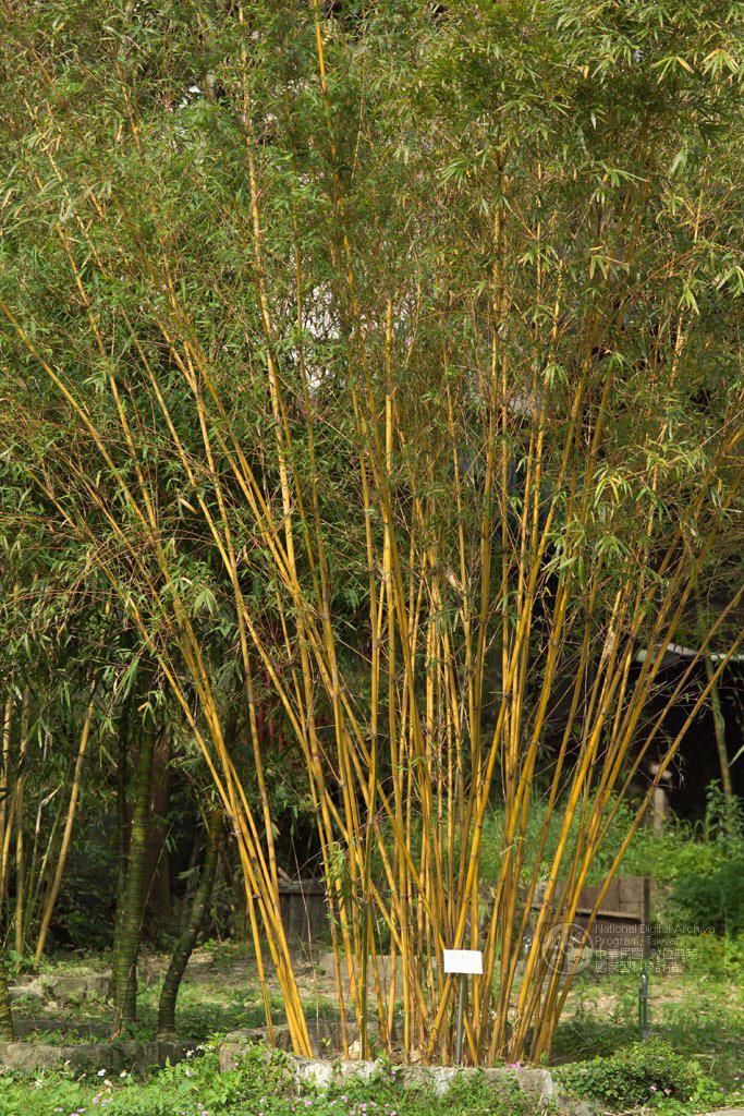 Bambusa multiplex (Lour.) Raeuschel cv.  Alphonso karri  蘇枋竹