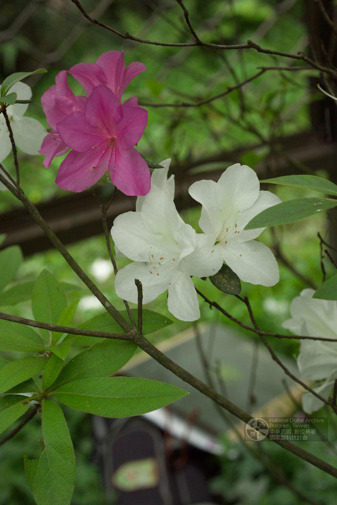 Rhododendron pulchrum Sweet 豔紫杜鵑