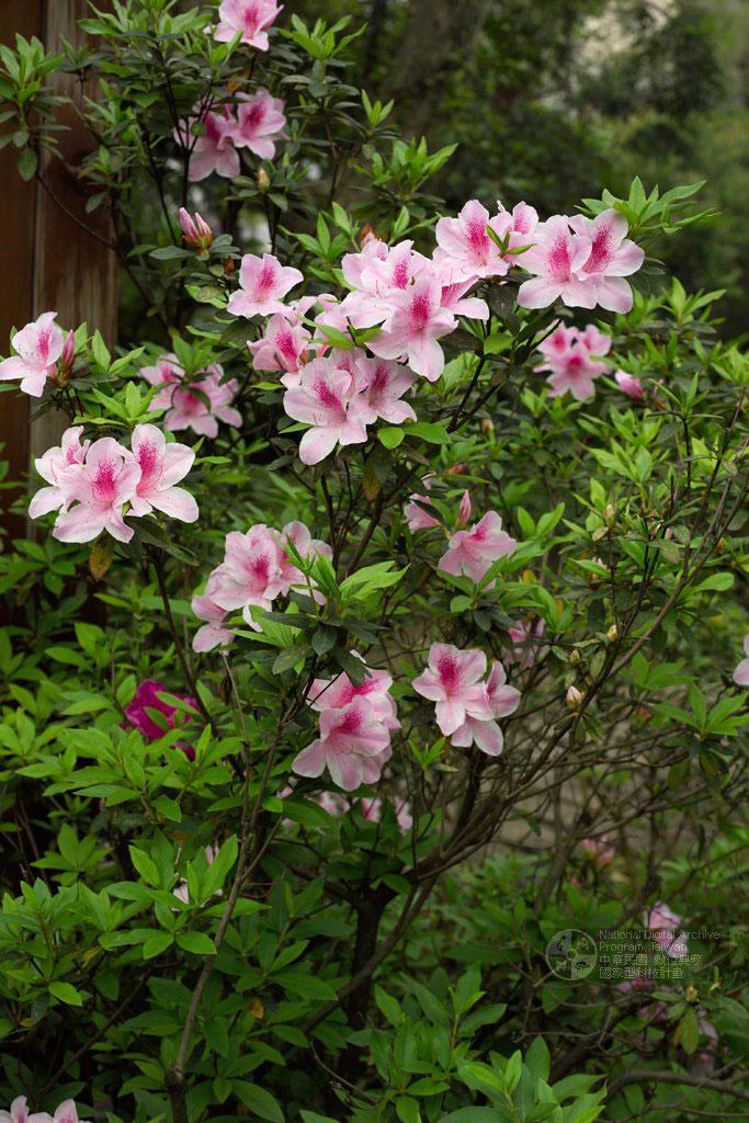 Rhododendron pulchrum Sweet 豔紫杜鵑