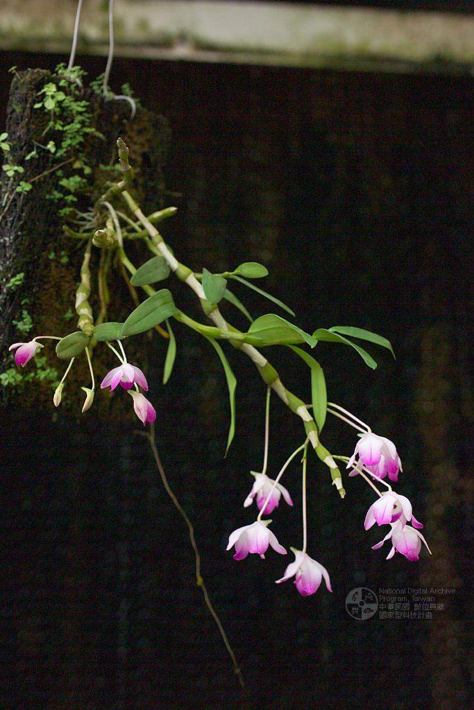 Dendrobium linawianum Reichb. f. 金石斛