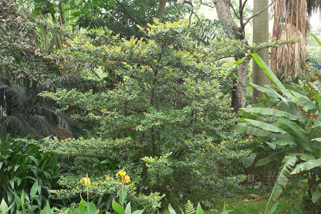 Eurya emarginata (Thunb.) Makino 凹葉柃木