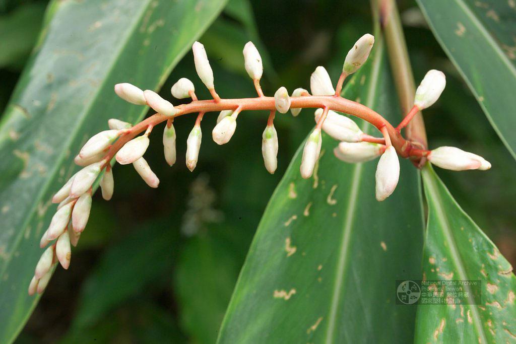 Alpinia formosana K. Schum. 臺灣月桃