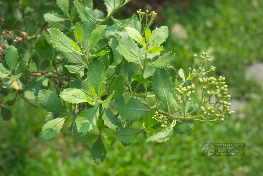 Pluchea indica (L.) Less. 鯽魚膽