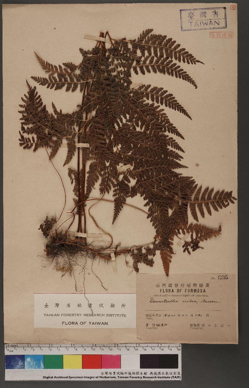 Dennstaedtia scabra (Wall.) Moore 碗蕨
