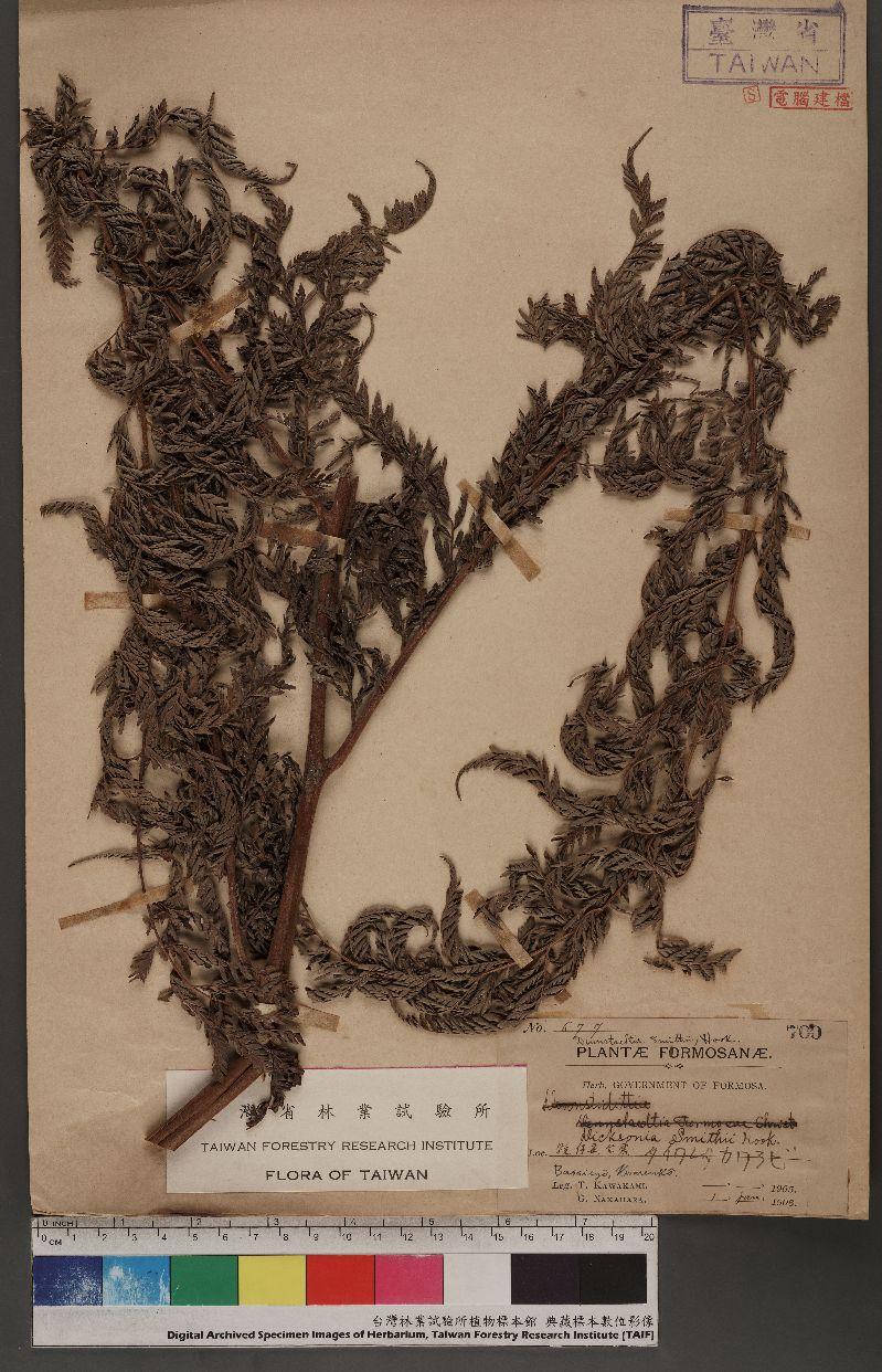 Dennstaedtia smithii (Hook.) Moore 司氏碗蕨