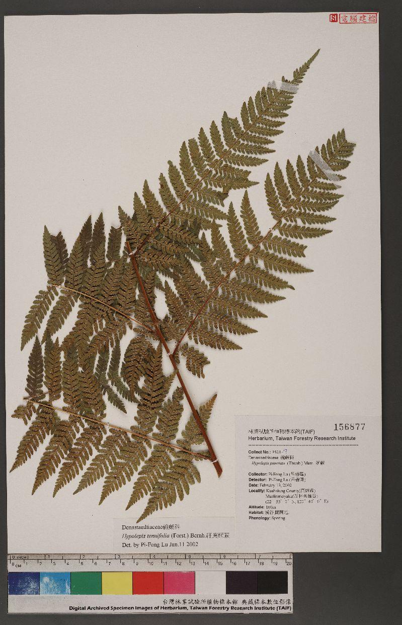 Hypolepis tenuifolia (Forst.) Bernh. 細葉姬蕨