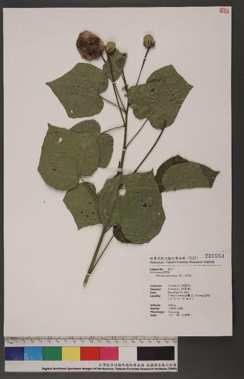 Hibiscus taiwanensis Hu 山芙蓉