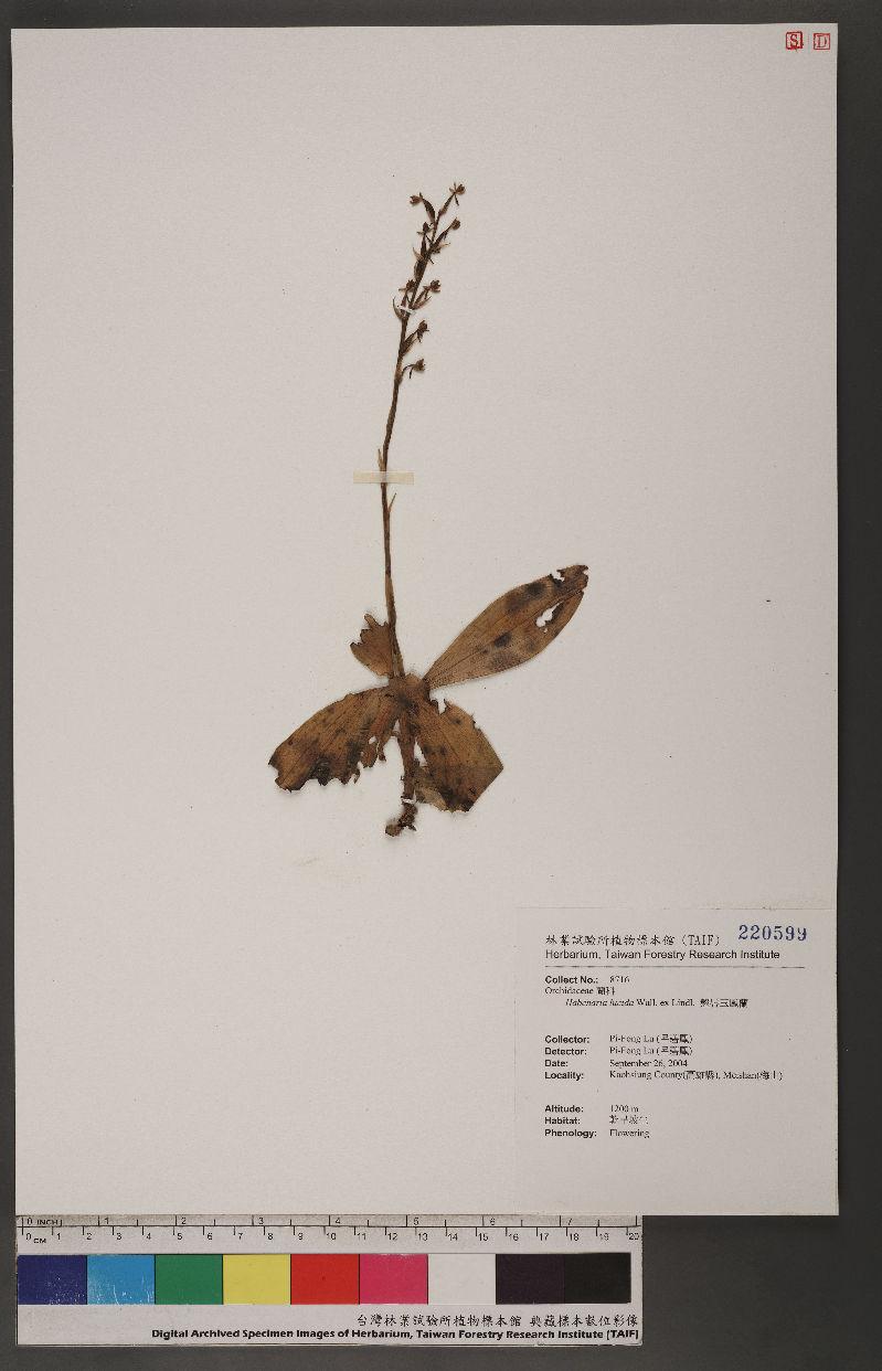 Habenaria lucida Wall. ex Lindl. 翹唇玉鳳蘭