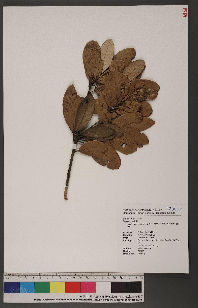 Cyclobalanopsis championii (Benth.) Oerst. ex Schott. 嶺南椆