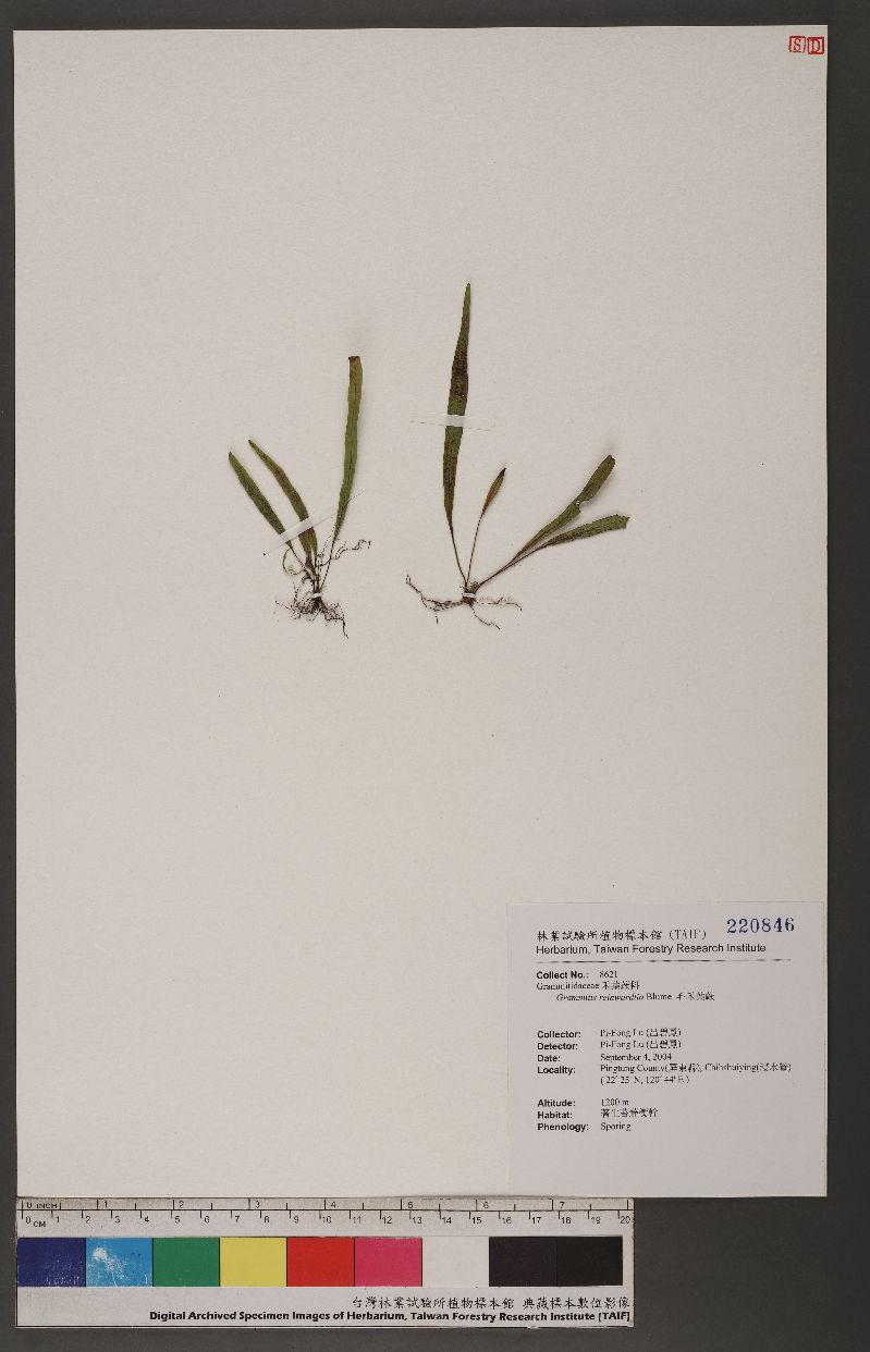 Grammitis reinwardtia Blume 毛禾葉蕨