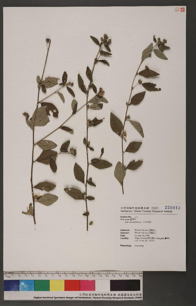 Sida rhombifolia L. 金午時花