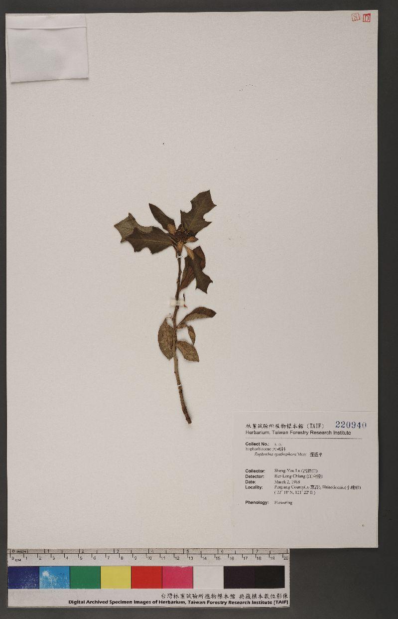 Euphorbia cyathophora Murr. 猩猩草