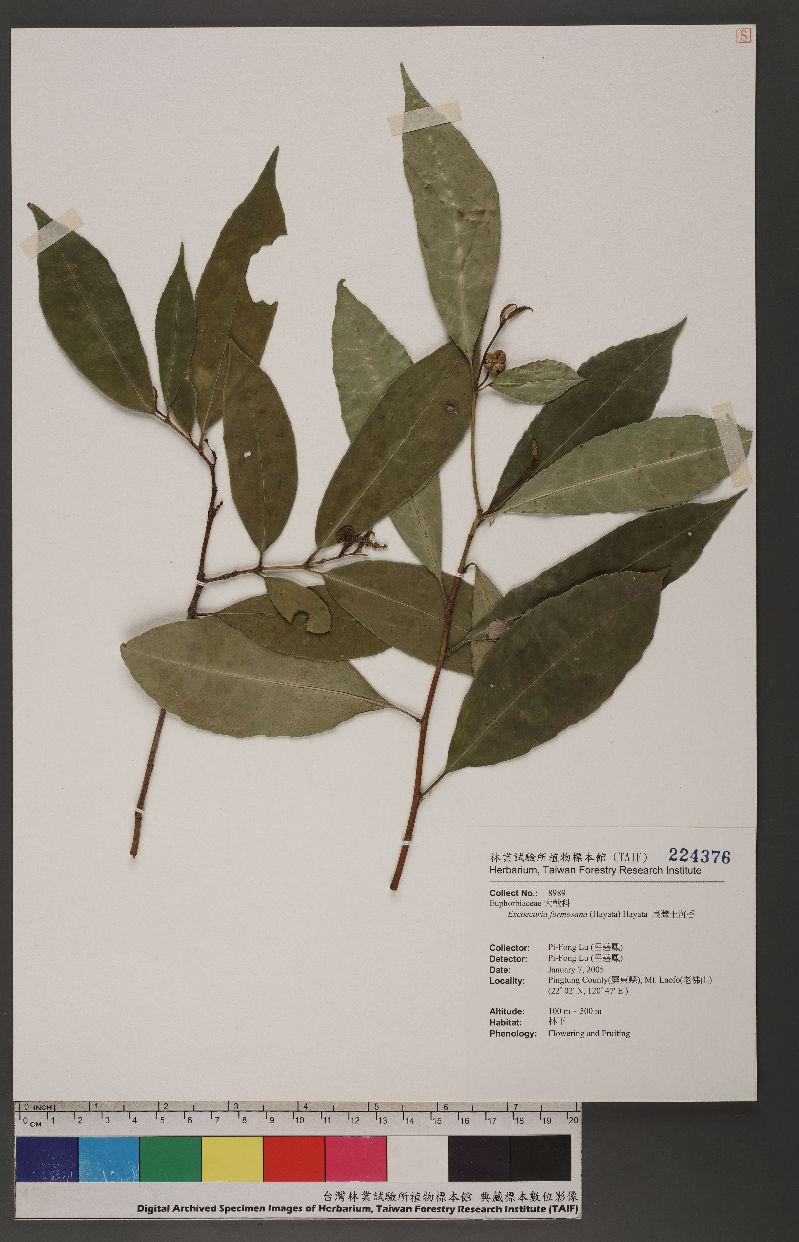Excoecaria formosana (Hayata) Hayata 臺灣土沉香