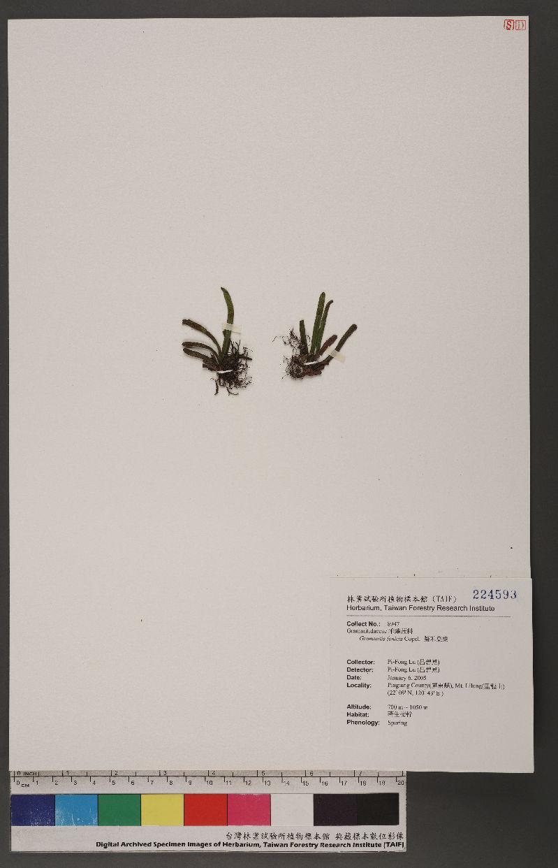 Grammitis fenicis Copel. 擬禾葉蕨