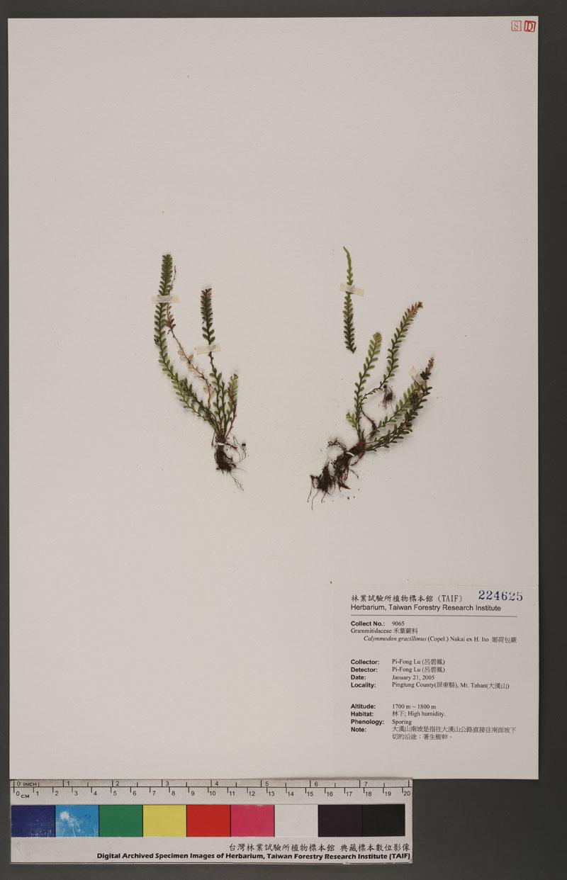 Calymmodon gracillimus (Copel.) Nakai ex H. Ito 姬荷包蕨
