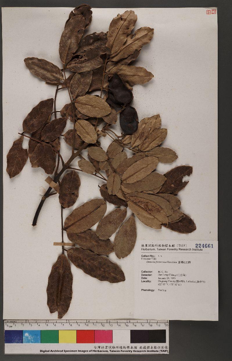 Ormosia formosana Kanehira 臺灣紅豆樹