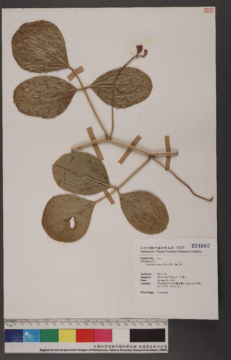 Canavalia rosea (Sw.) DC. 濱刀豆