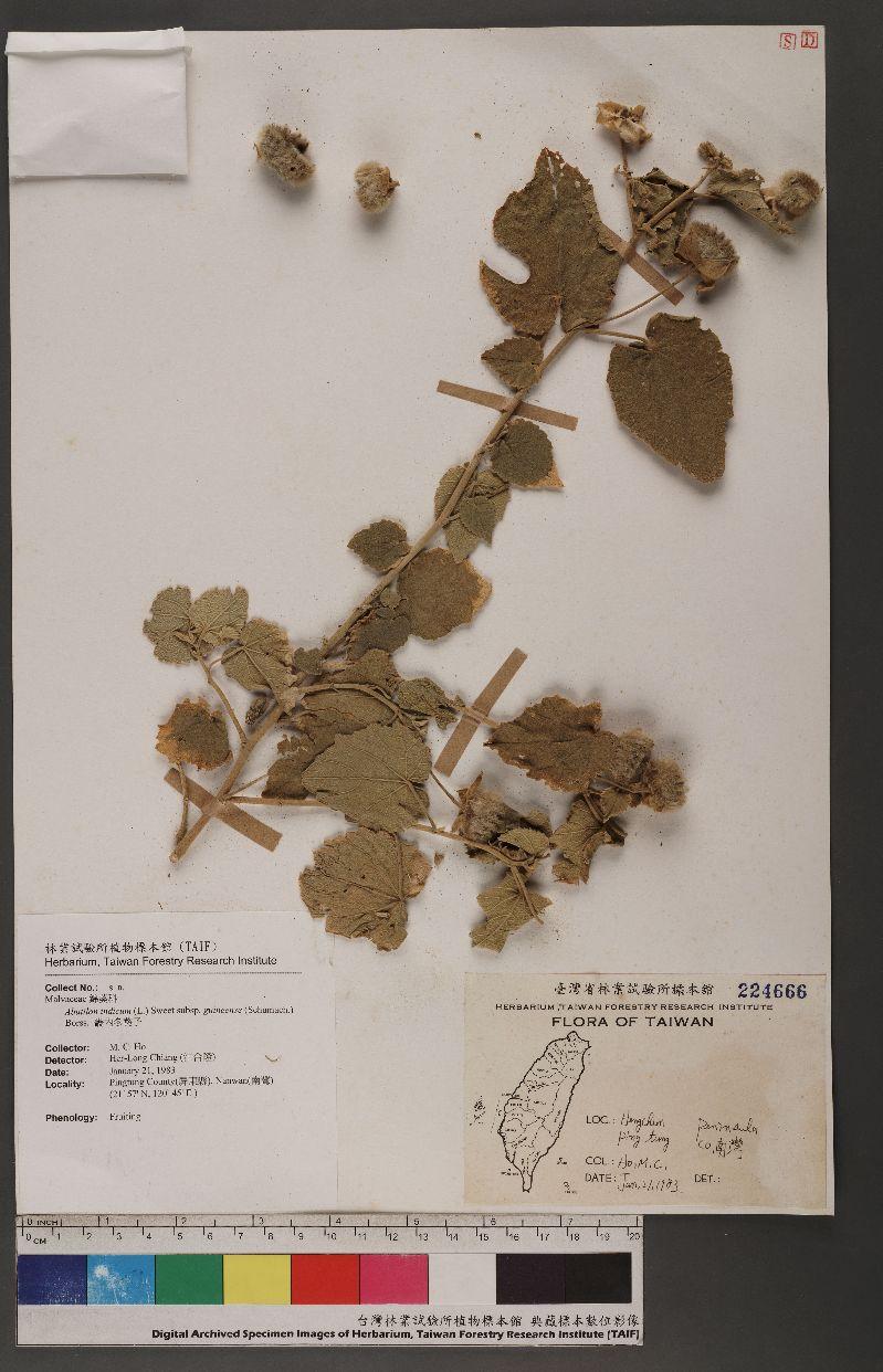 Abutilon indicum (L.) Sweet subsp. guineense (Schumach.) Borss. 畿內冬葵子