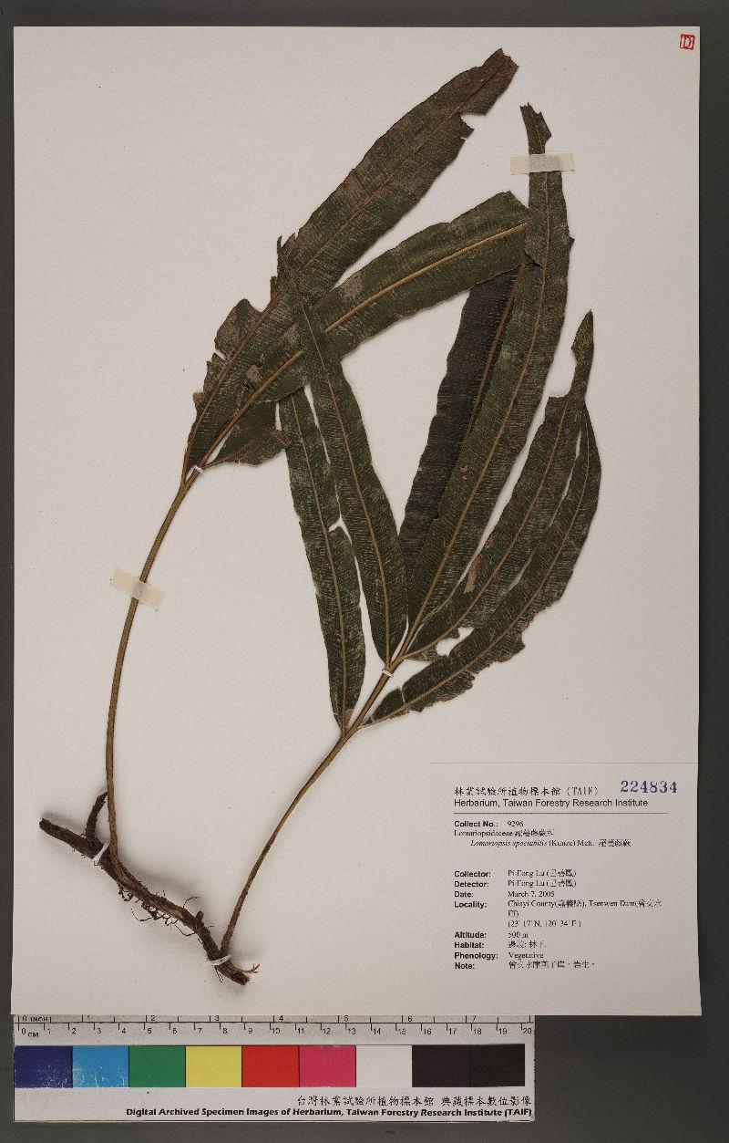 Lomariopsis spectabilis (Kunze) Mett. 羅蔓藤蕨