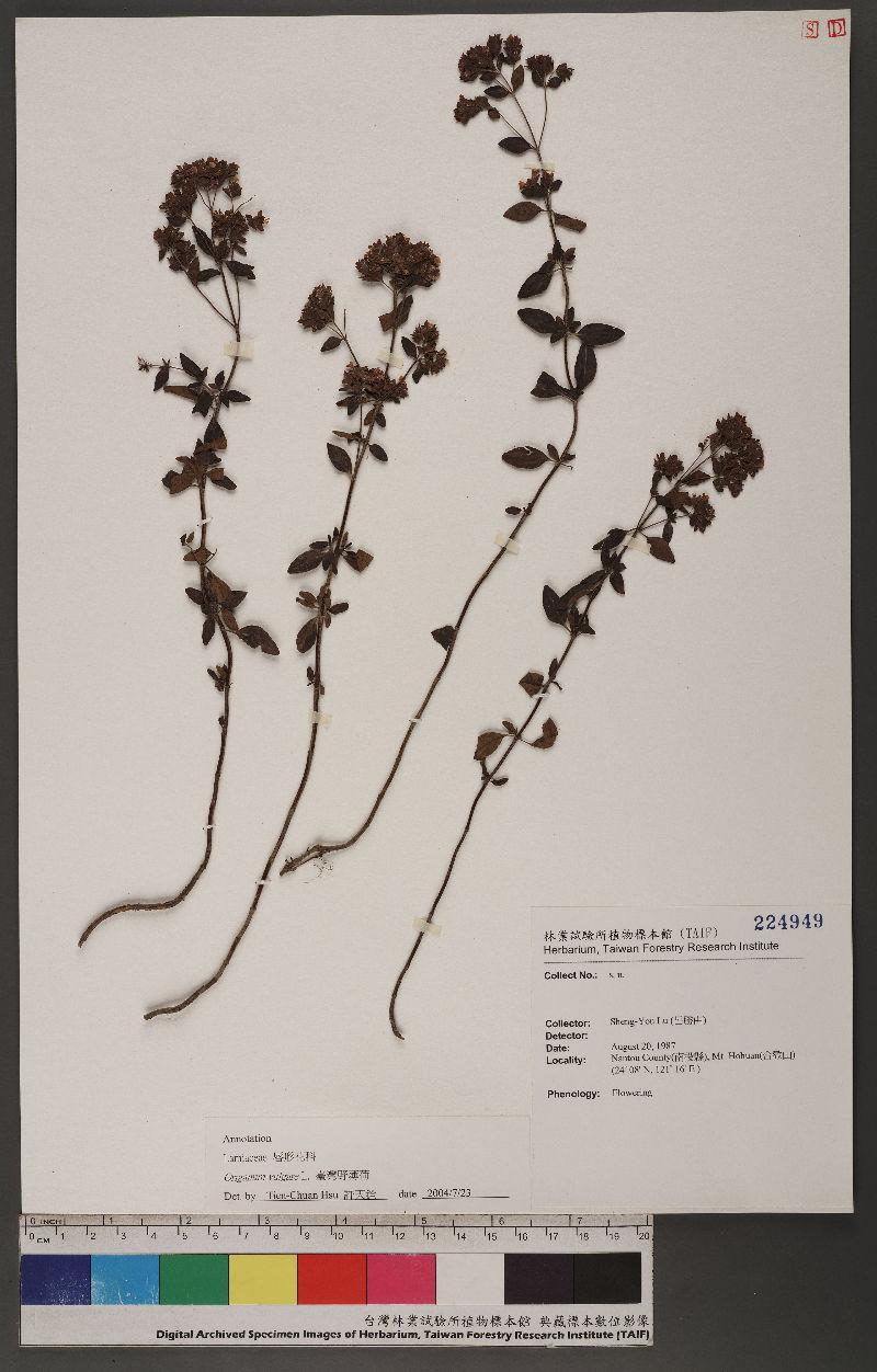 Origanum vulgare L. 臺灣野薄荷